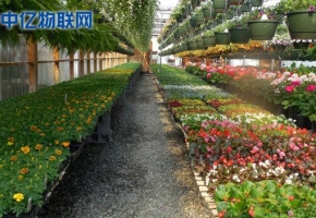 物聯(lián)網(wǎng)卡在農(nóng)業(yè)物聯(lián)網(wǎng)中的四大應(yīng)用！