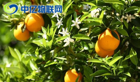 智能榨汁機物聯(lián)網(wǎng)卡優(yōu)勢在哪？為什么這么方便？