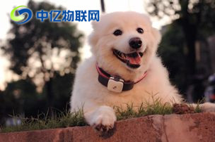 什么是寵物定位物聯(lián)網(wǎng)卡？寵物定位用哪種物聯(lián)卡好？